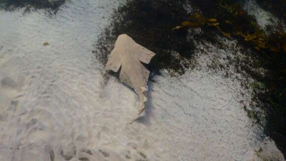 Image of Australian Angel Shark