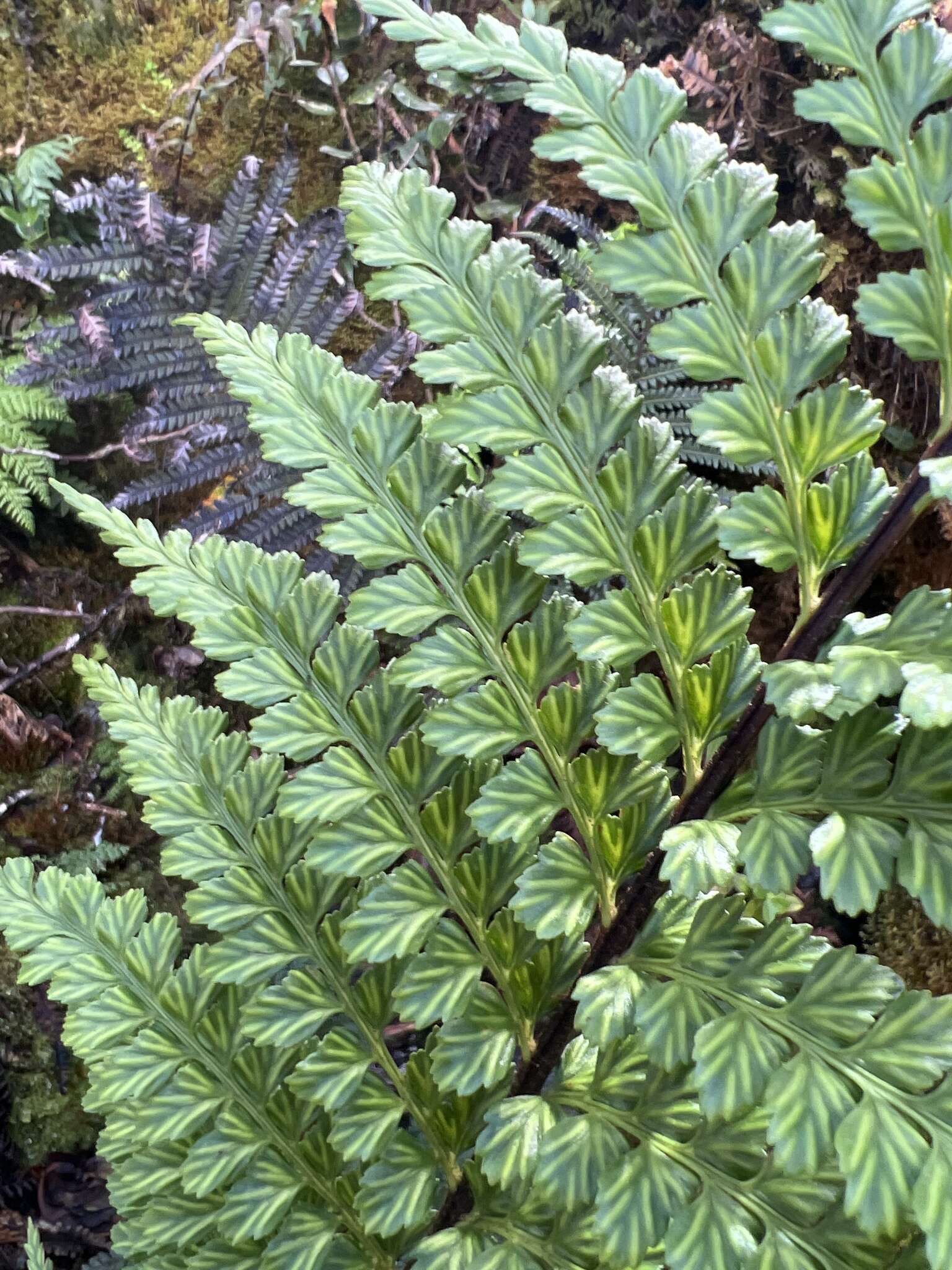 Image of Taper-Tip Spleenwort