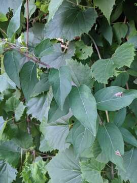 Image of Honeysuckle witches' broom aphid