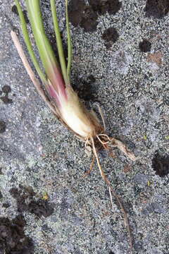 Image of Marsh Arrowgrass