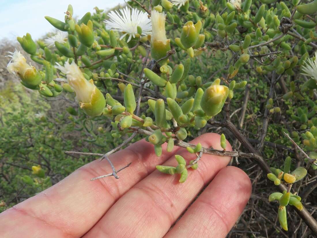 Image of Mesembryanthemum noctiflorum L.