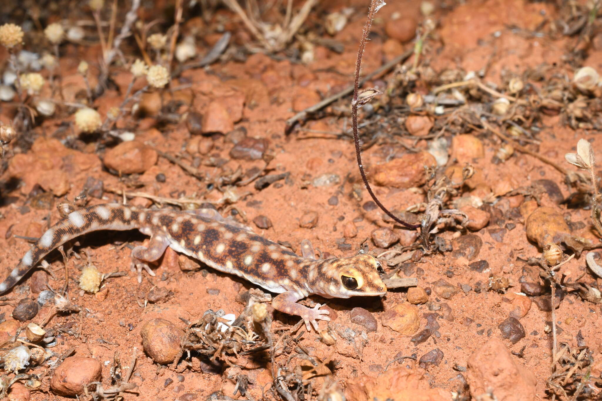 Image of Beaked Gecko