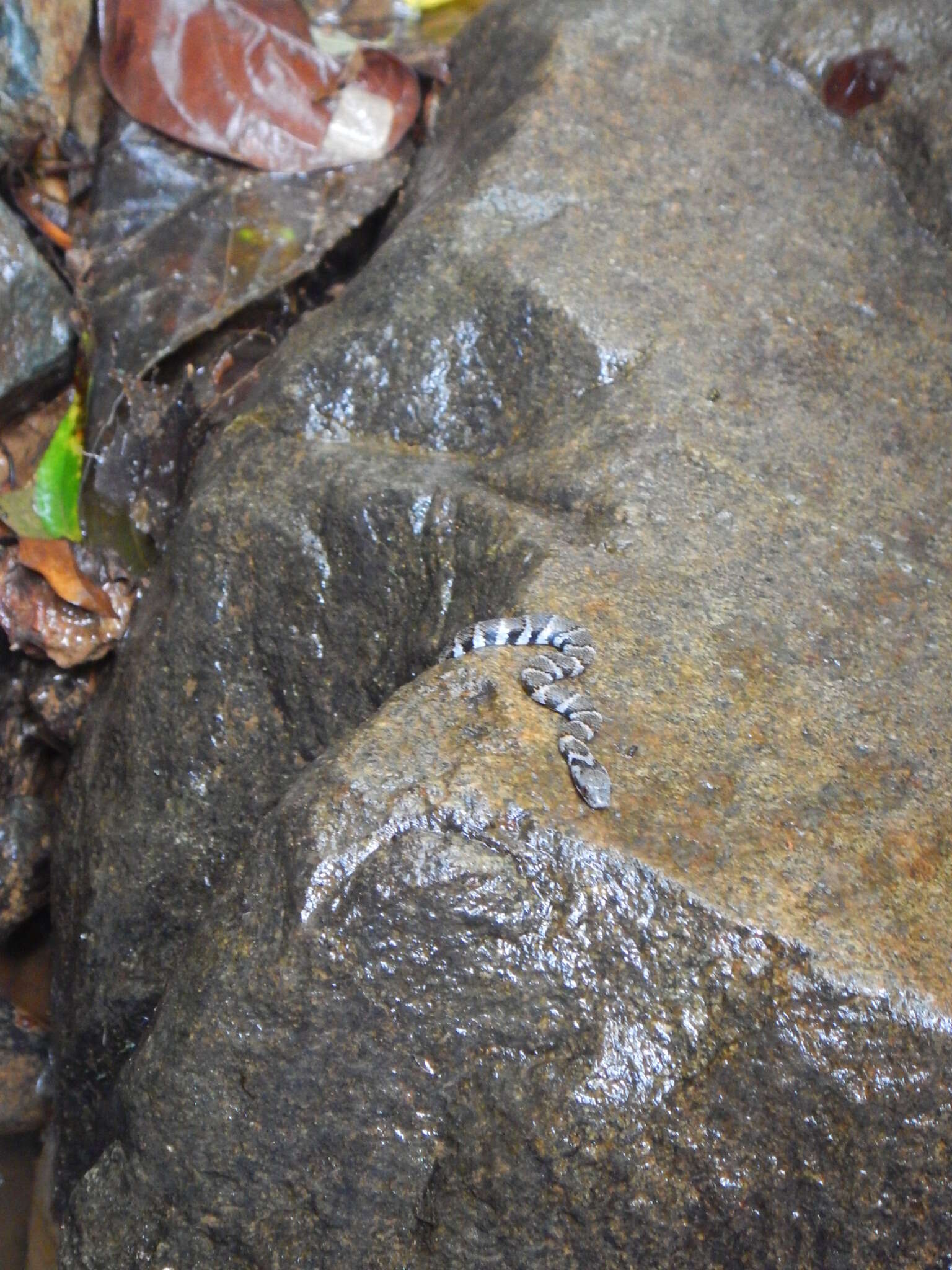 Helicops angulatus (Linnaeus 1758) resmi