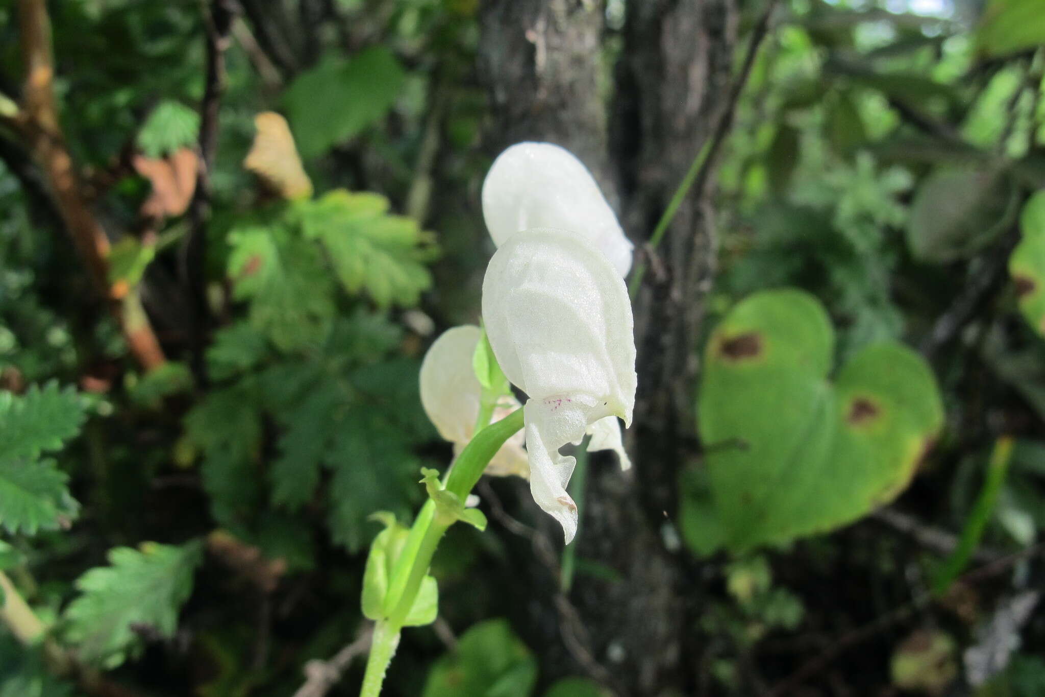 Image of Disperis fanniniae Harv.