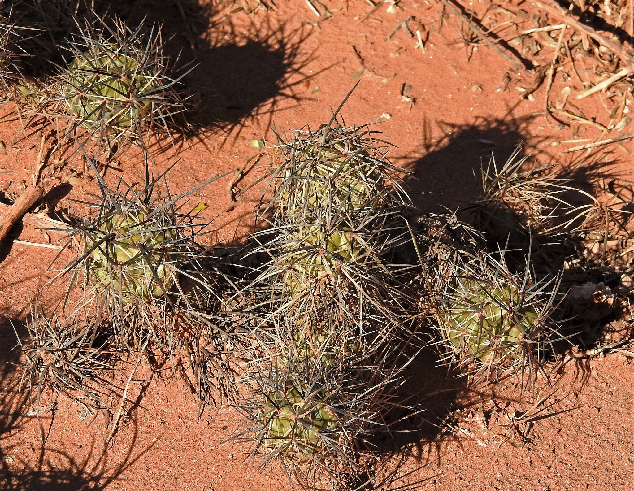 Image of Tephrocactus alexanderi (Britton & Rose) Backeb.