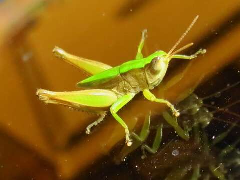 Image of Short-winged Green Grasshopper