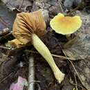 Image of Cortinarius luteus Peck 1890