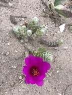 Image of Portulaca werdermannii v. Poelln.