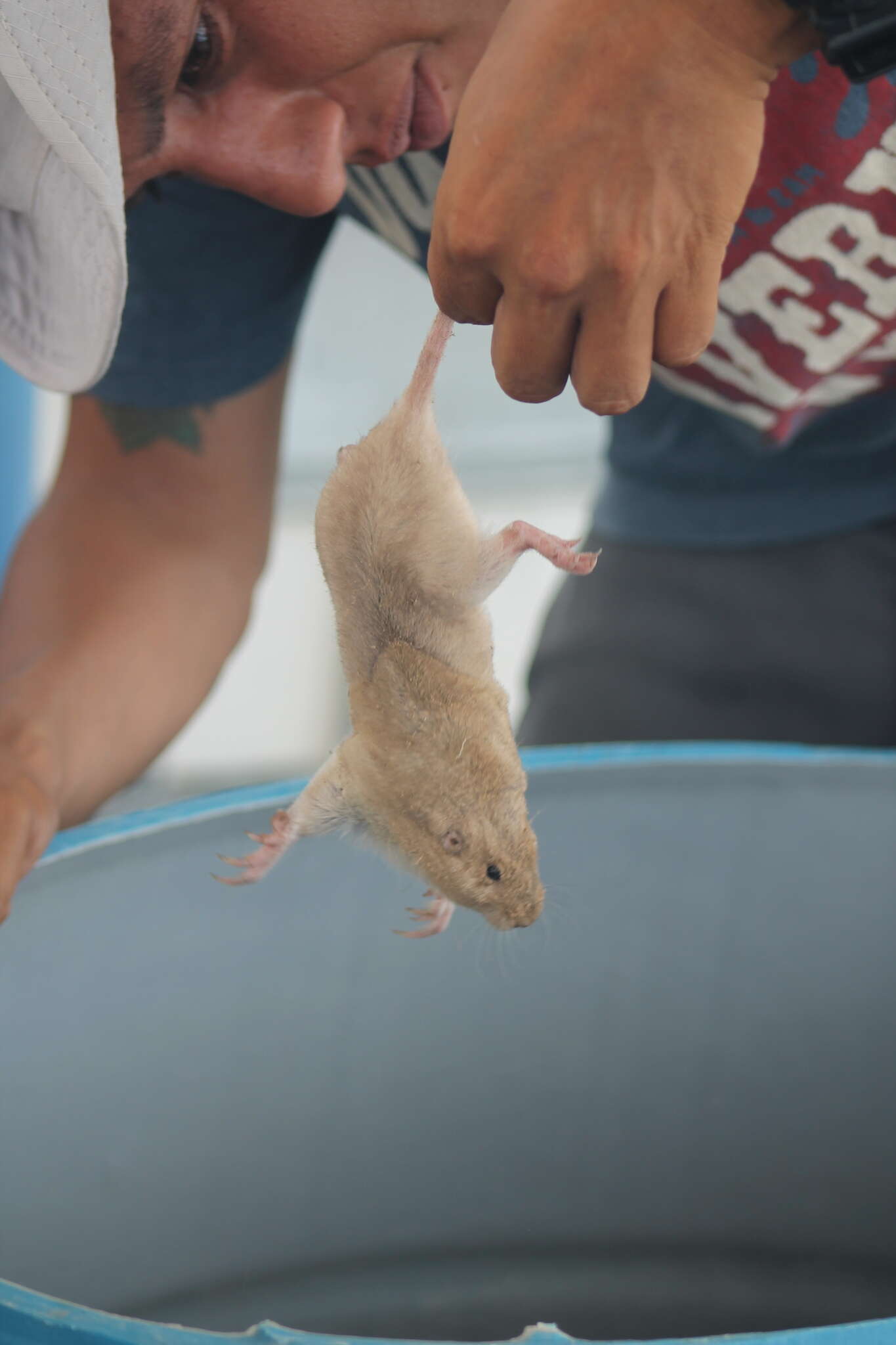 Image of desert pocket gopher