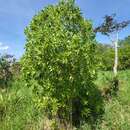 Image of Barbados Olive