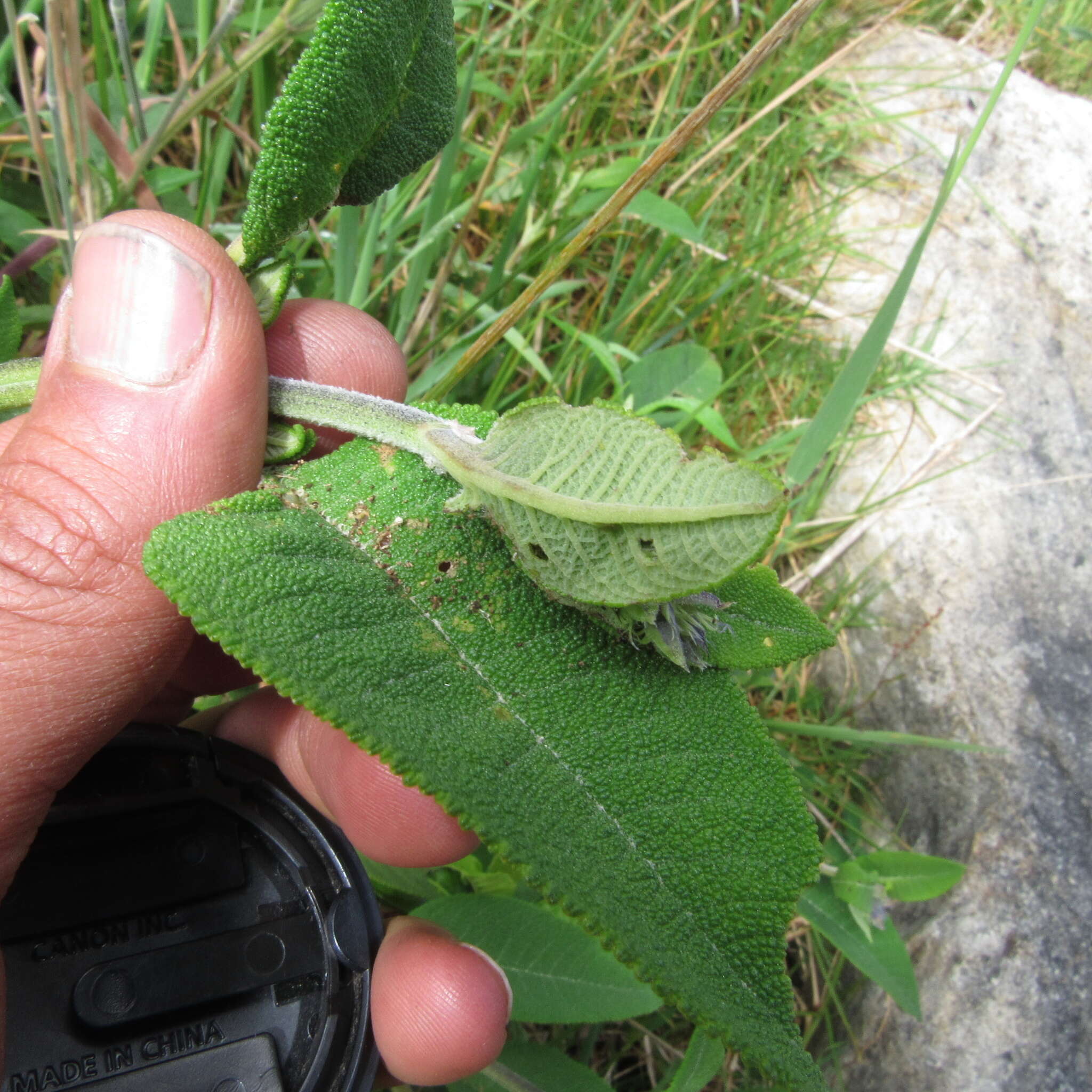 Image of Lepechinia salviifolia (Kunth) Epling