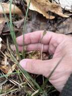 Image of black edge sedge