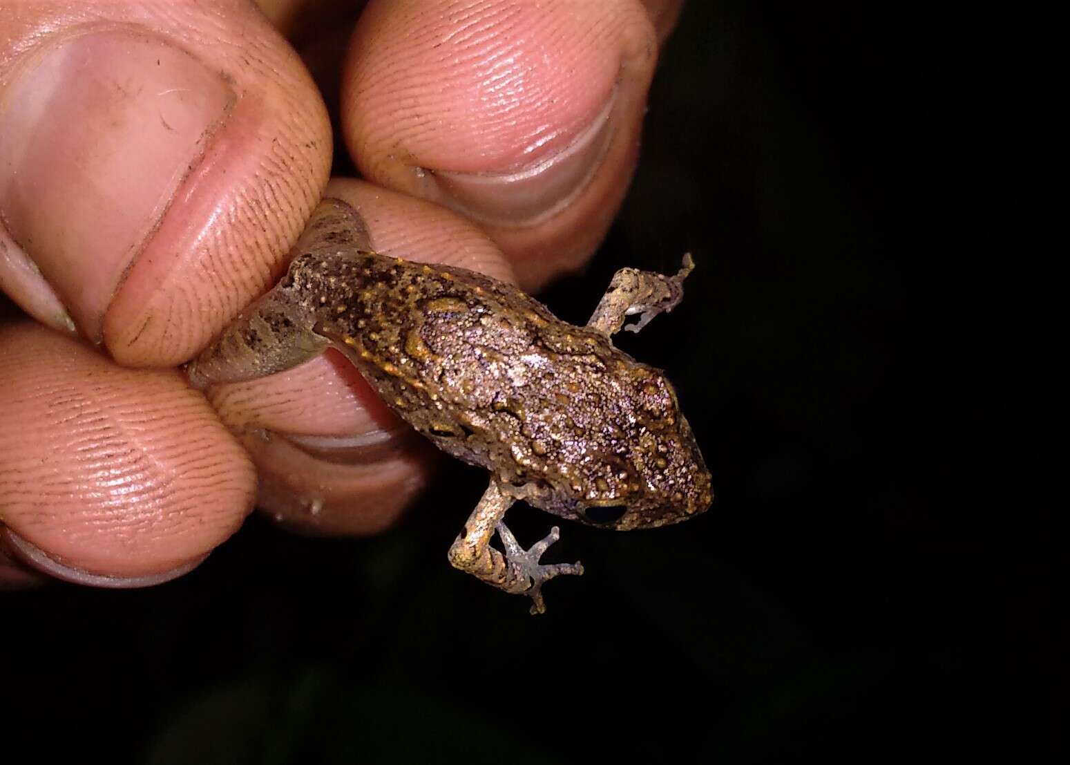 Image of Steindachner's Robber Frog; ra-da-mata