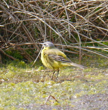 Image of Western Yellow Wagtail