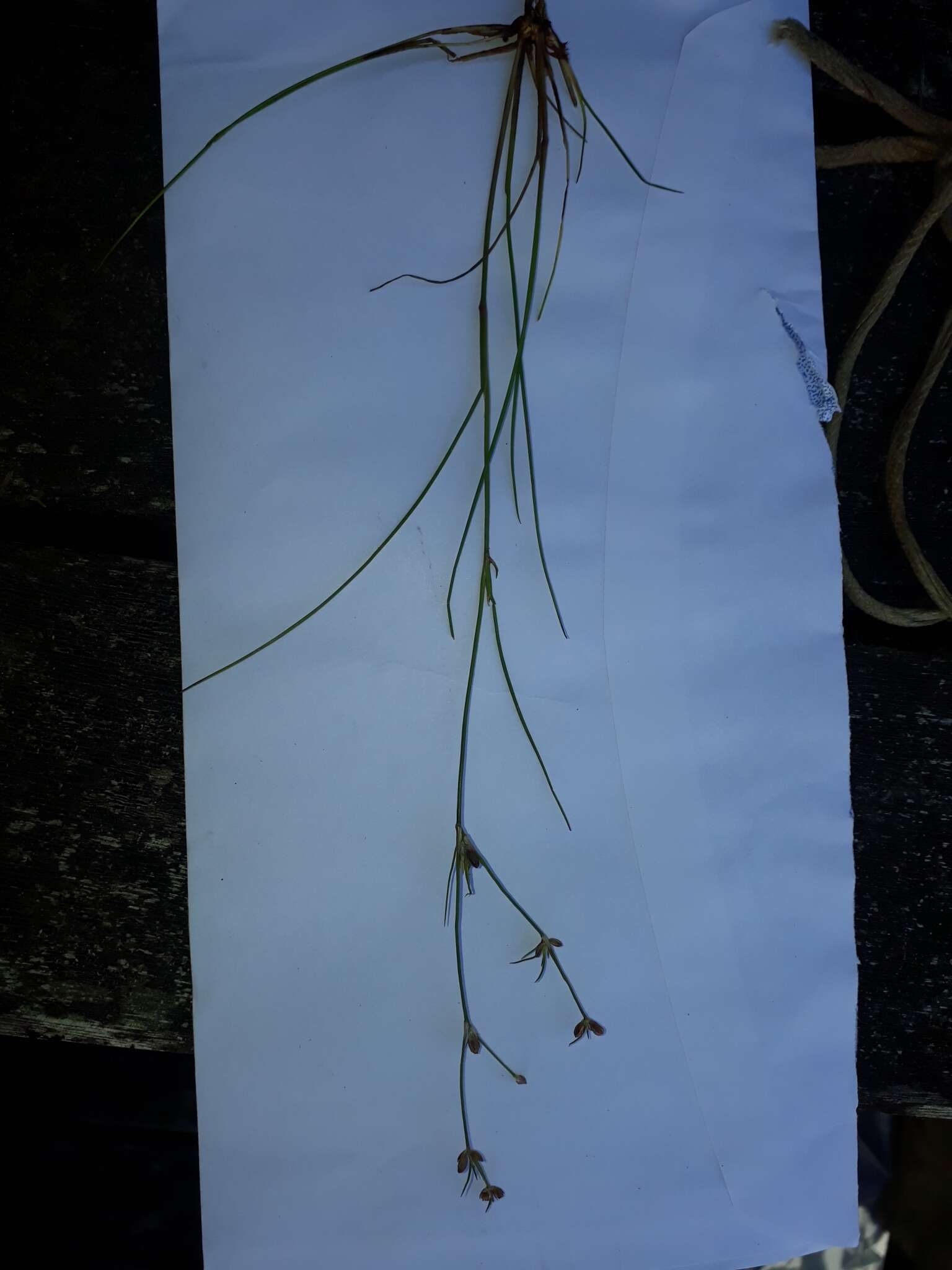 Juncus bulbosus L. resmi