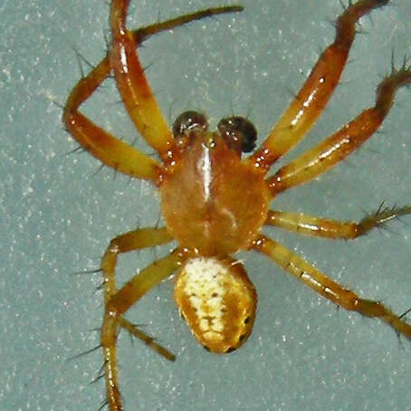 Image of Six-spotted Yellow Orbweaver