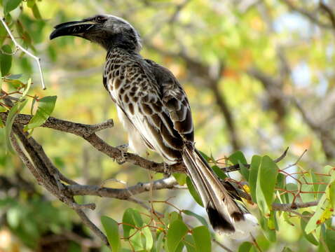 Image of Lophoceros nasutus nasutus (Linnaeus 1766)