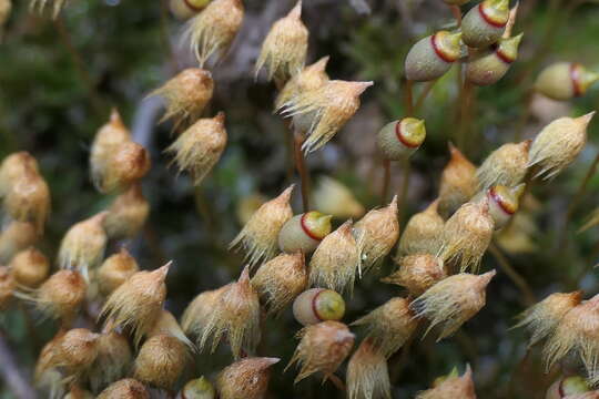 Image of Pogonatum nanum Palisot de Beauvois 1805