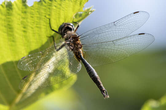 Image of Brush-tipped Emerald