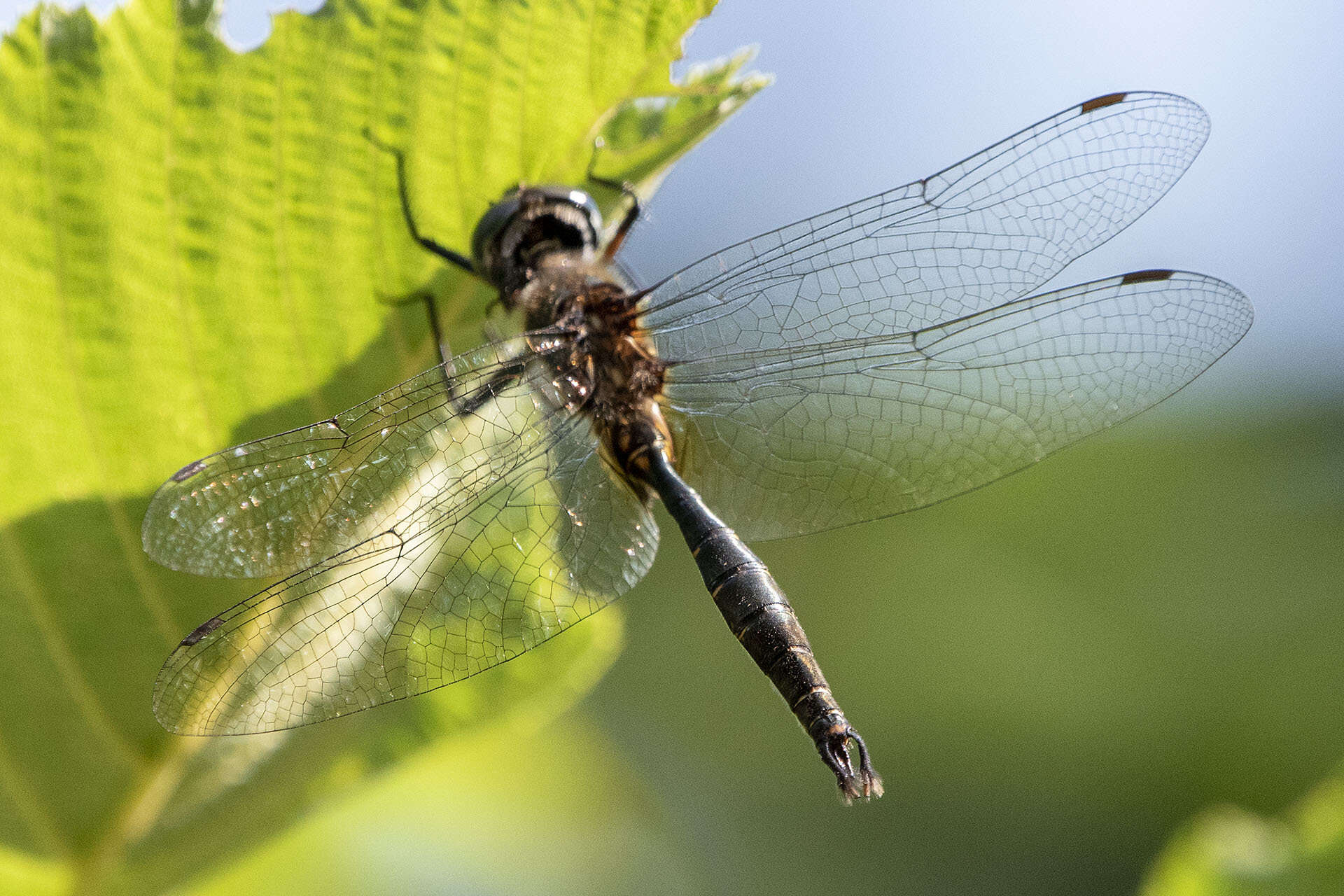 Image of Brush-tipped Emerald