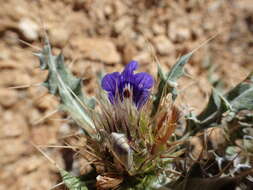 Image of Acanthopsis horrida (Nees) Nees