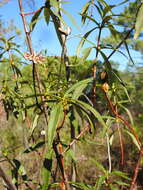 Image of Cistus ladanifer subsp. ladanifer