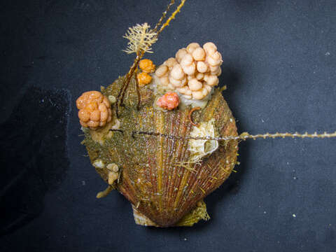 Image of bottle-brush hydroid