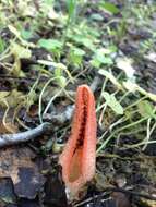 Image of stinkhorn