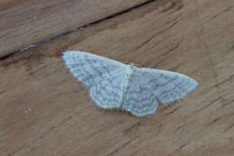 صورة Idaea subsericeata Haworth 1809