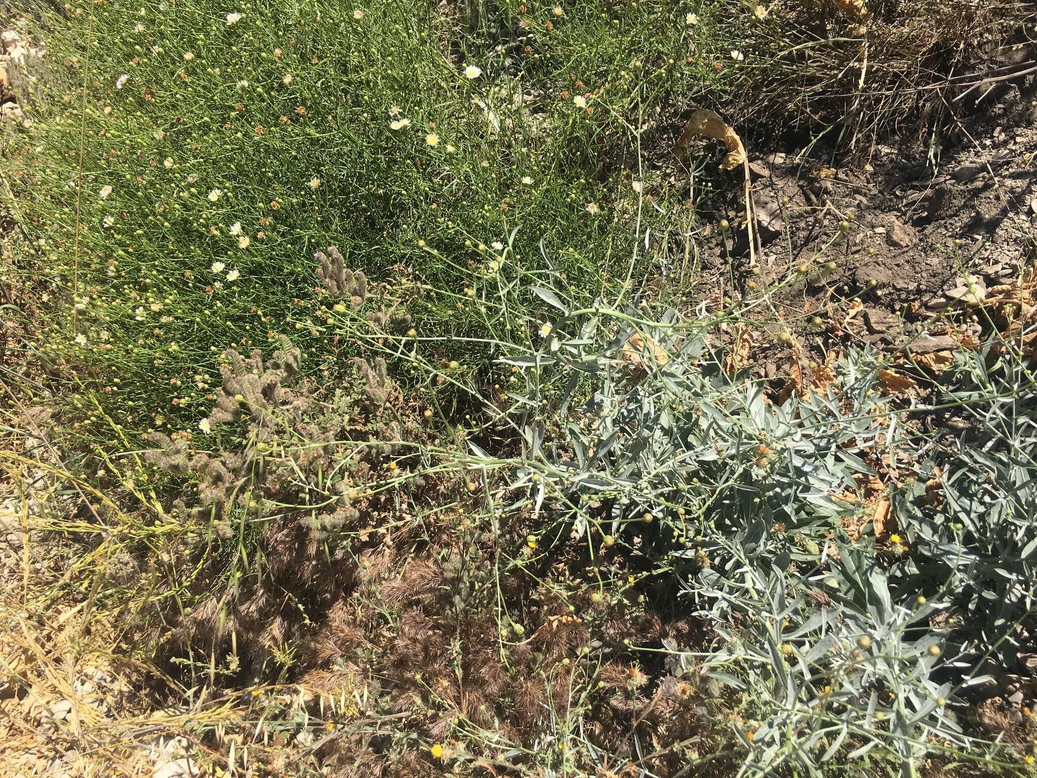 Image of cliff desertdandelion