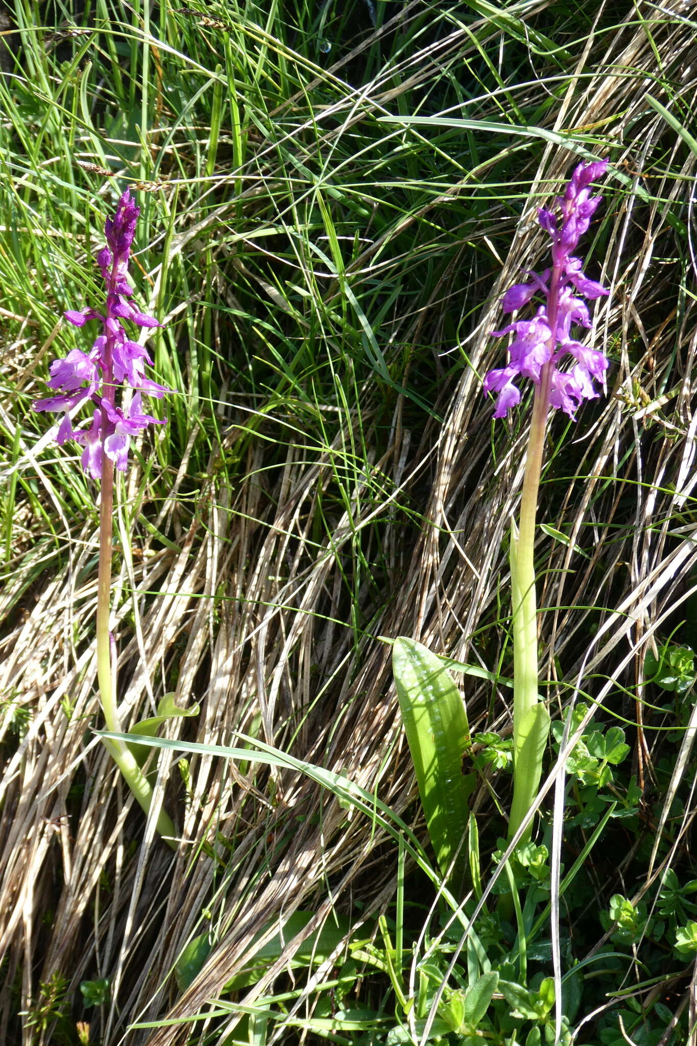 Image de Orchis mascula subsp. speciosa (Mutel) Hegi