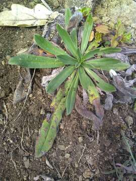 Imagem de Echium vulgare subsp. vulgare