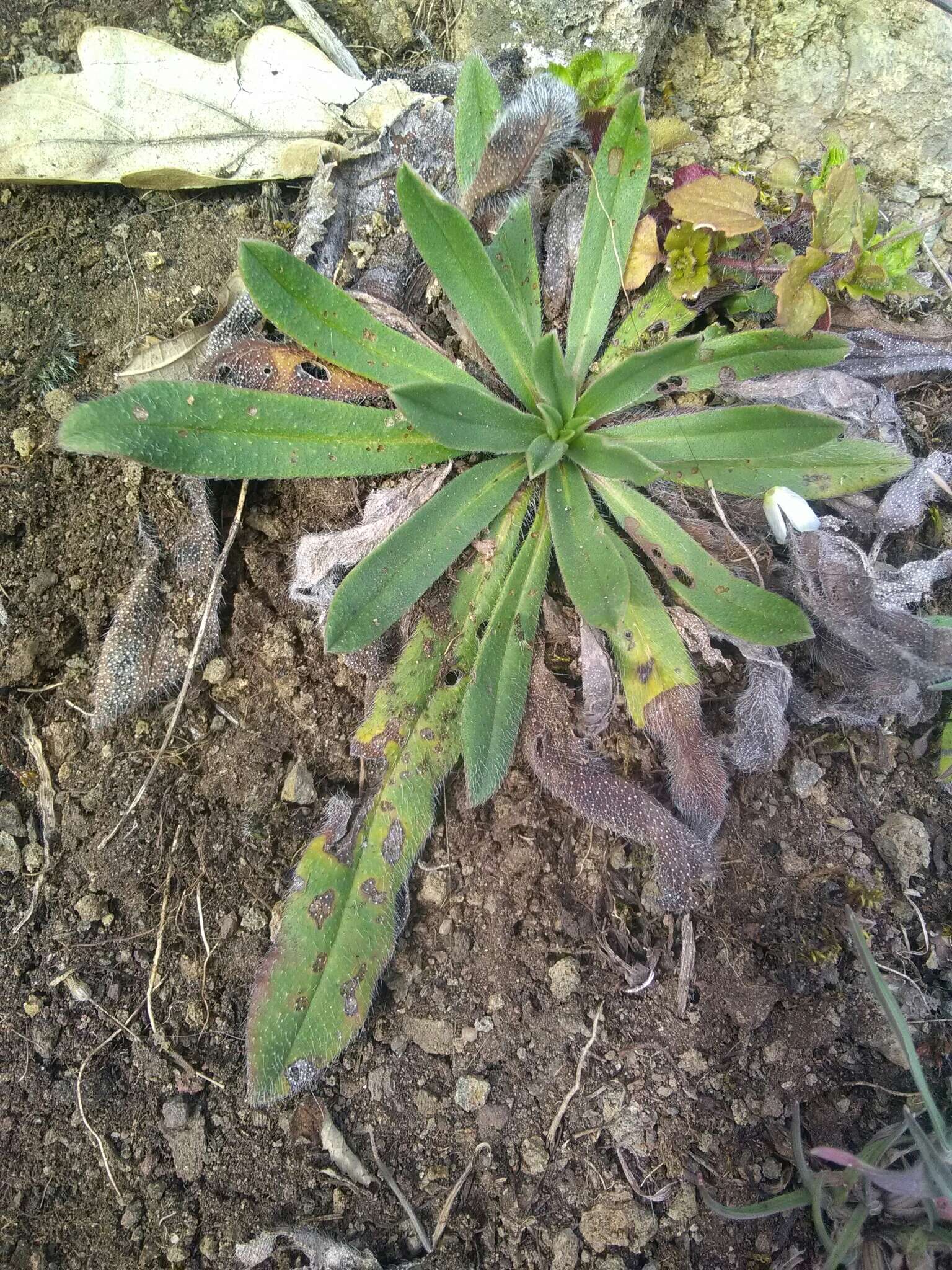 Image of Echium vulgare subsp. vulgare