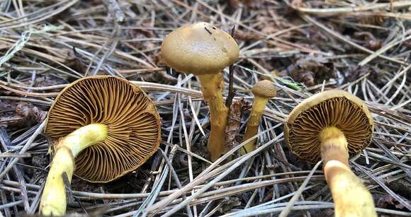 Image of Cortinarius thiersii Ammirati & A. H. Sm. 1977