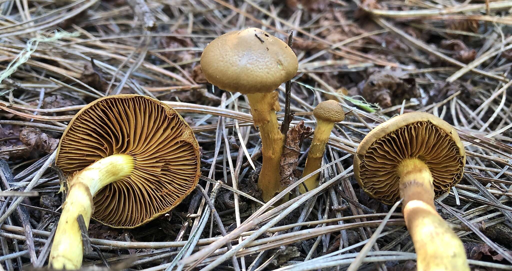 Sivun Cortinarius thiersii Ammirati & A. H. Sm. 1977 kuva