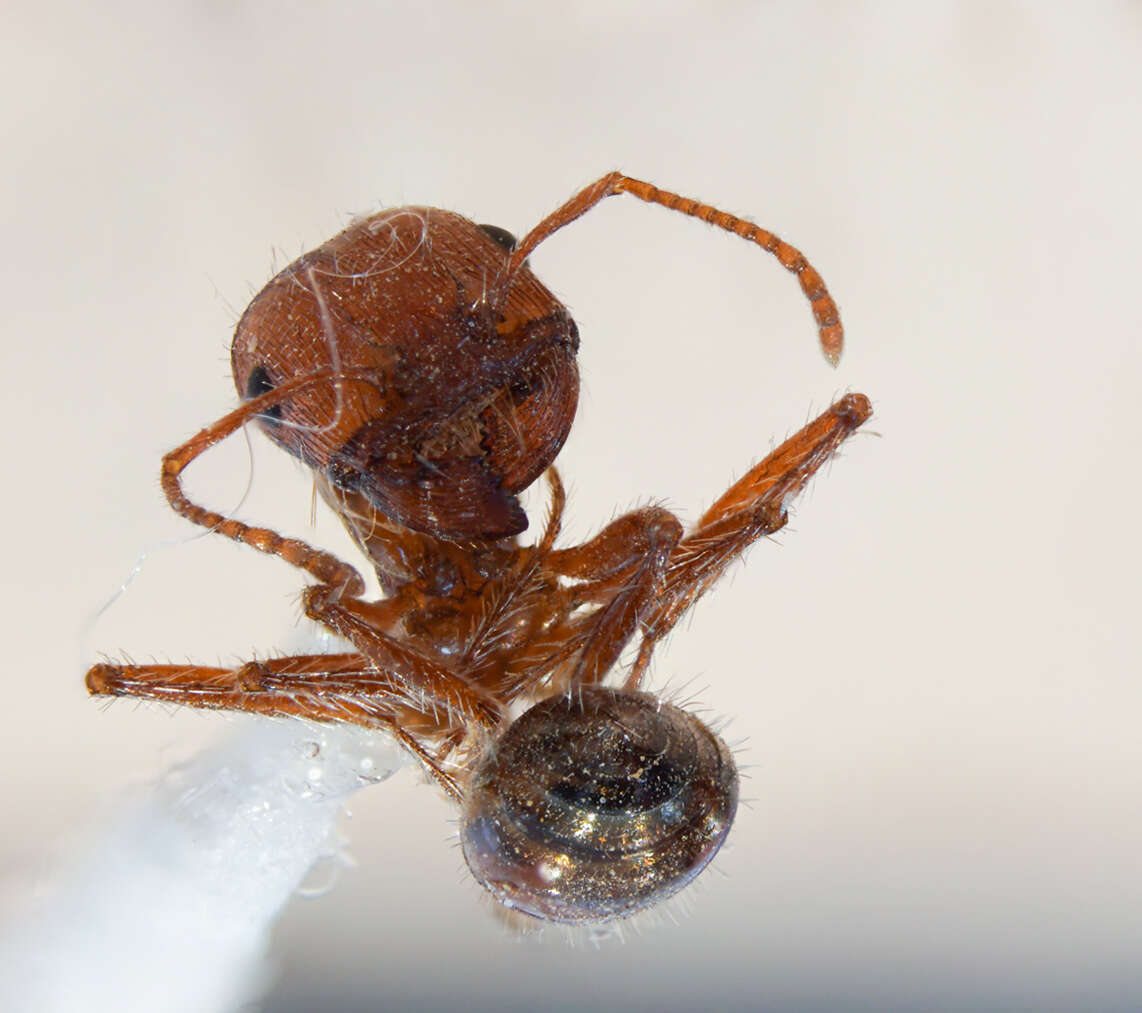 Image of Pogonomyrmex subnitidus Emery 1895