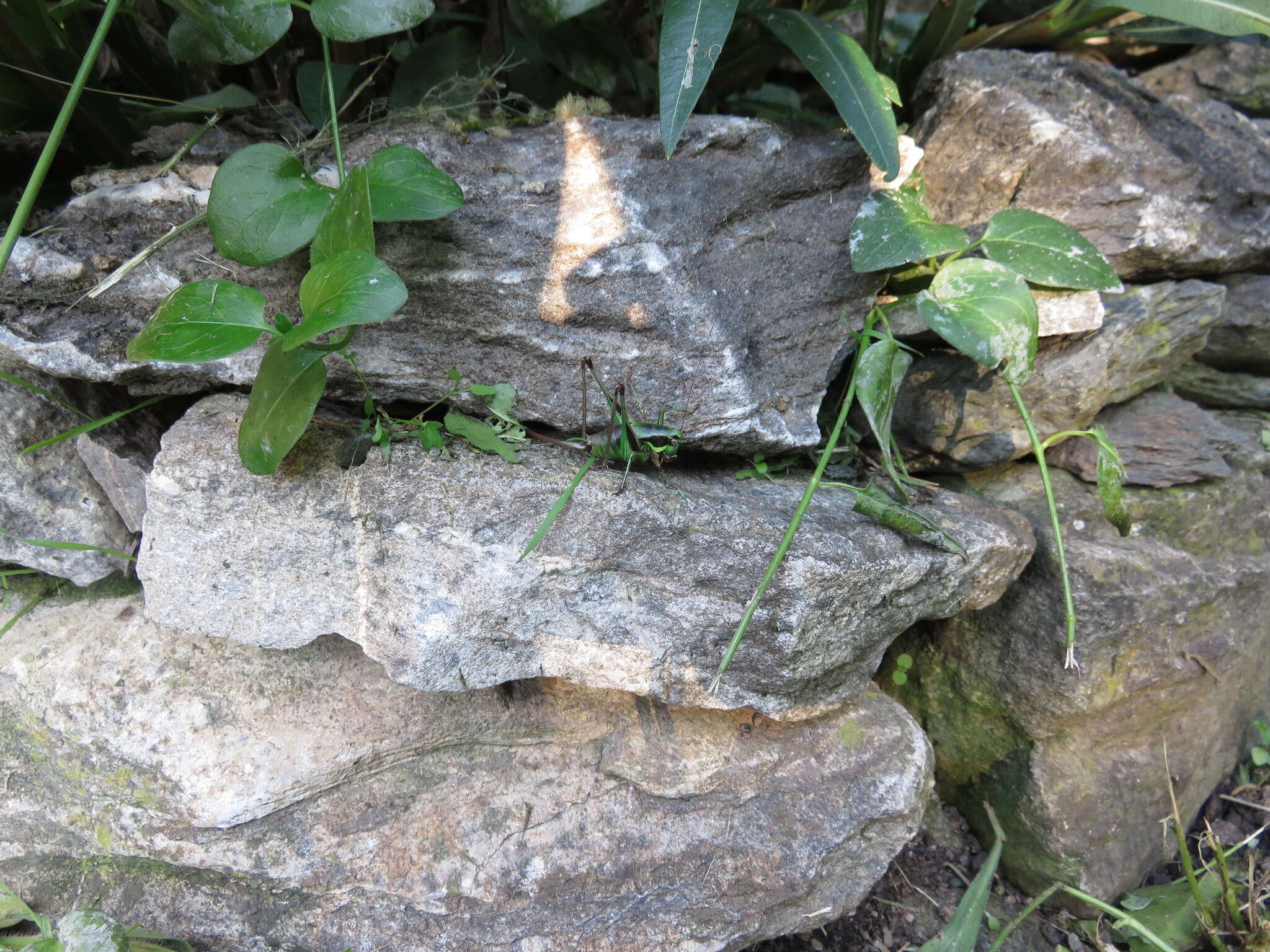 Image of Eupholidoptera tyrrhenica Allegrucci, Massa, Trasatti & Sbordoni 2014