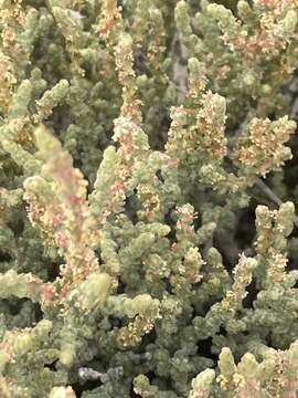 Image of Atriplex julacea S. Wats.