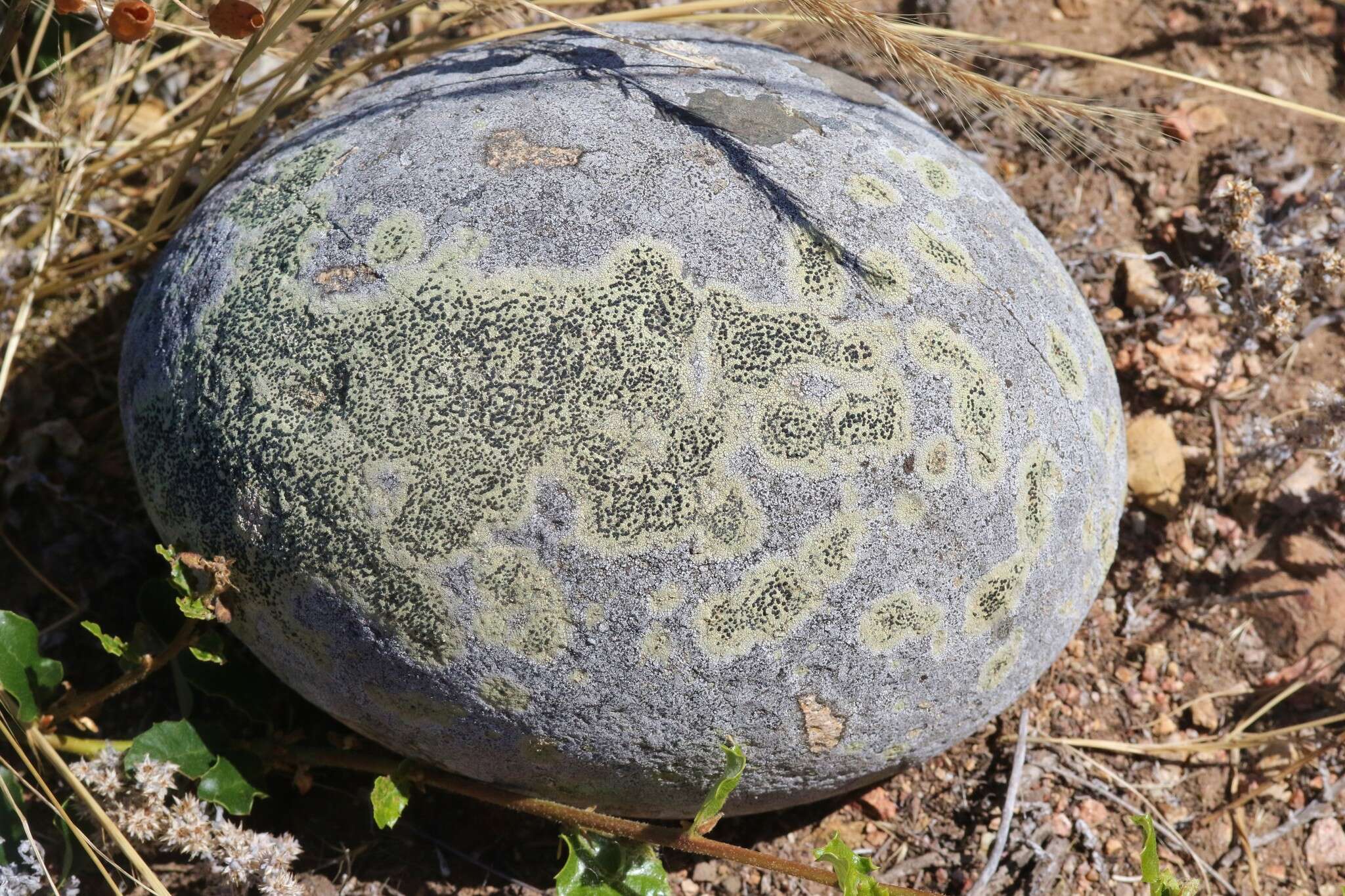 Image of disc lichen