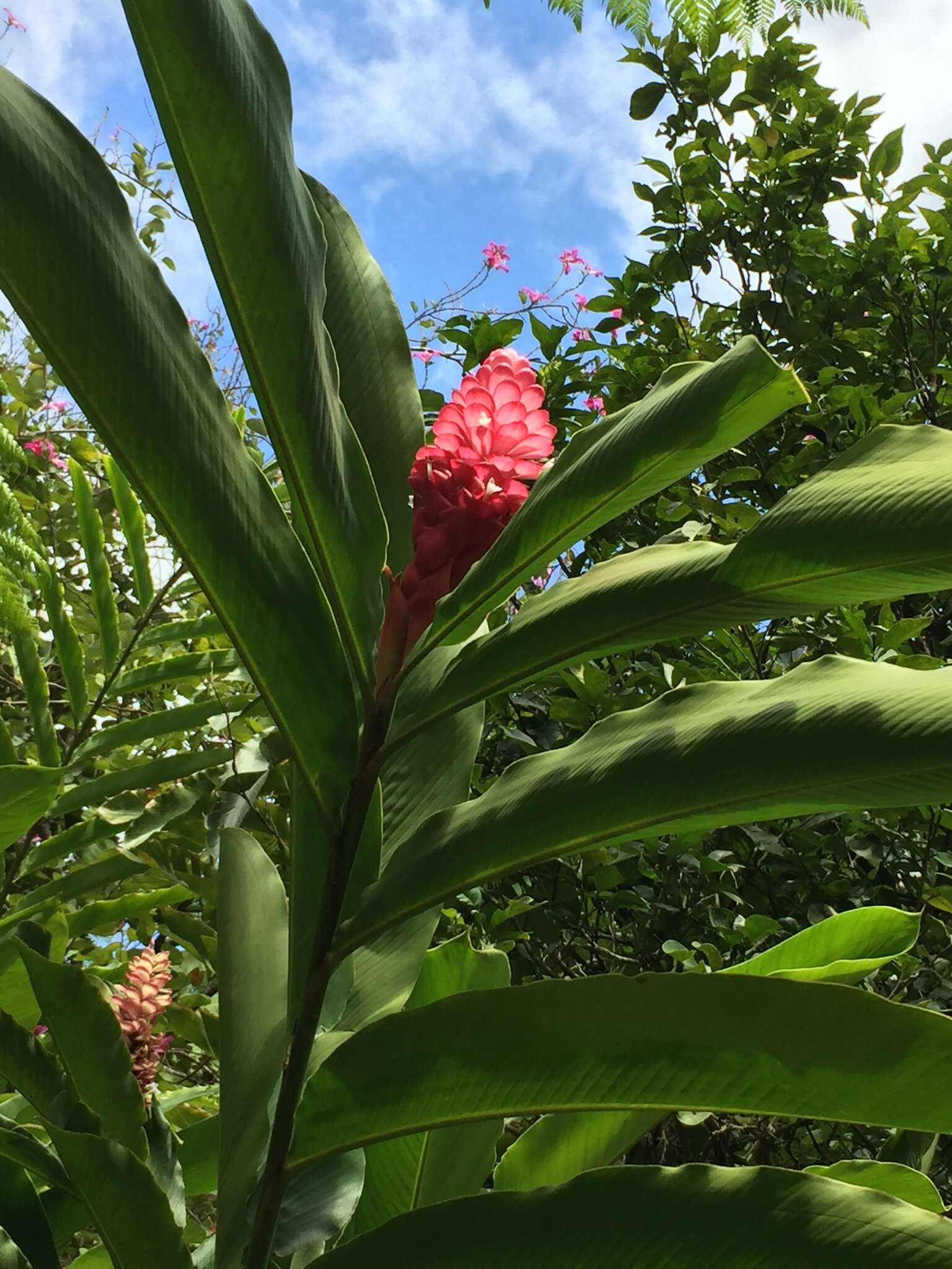 Image of red ginger