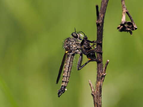 صورة Dysmachus fuscipennis (Meigen 1820)