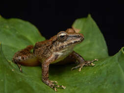 Image of Robber Frog