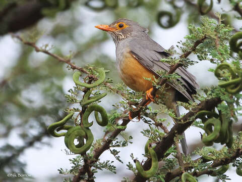 Image of African Bare-eyed Thrush