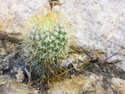 Image of Mammillaria columbiana subsp. yucatanensis (Britton & Rose) D. R. Hunt