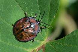 صورة Canistra (Canistrella) rubiginosa (Guérin-Méneville 1844)