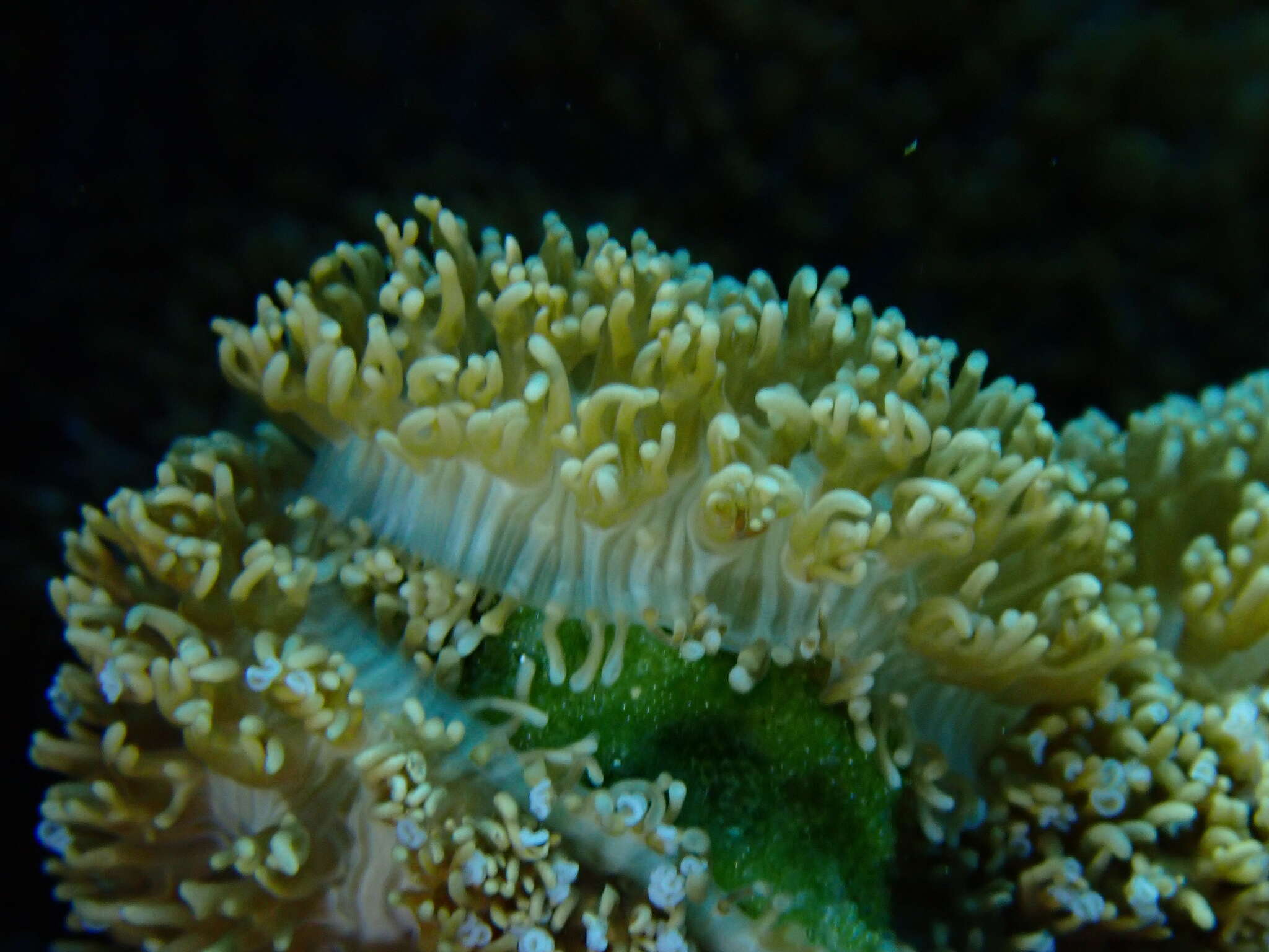 Image of red-mouth mushroom anemone