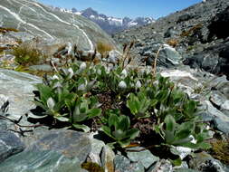 Image of Celmisia bonplandii (J. Buch.) Allan