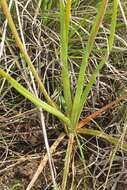 Imagem de Bulbine glauca (Raf.) E. M. Watson