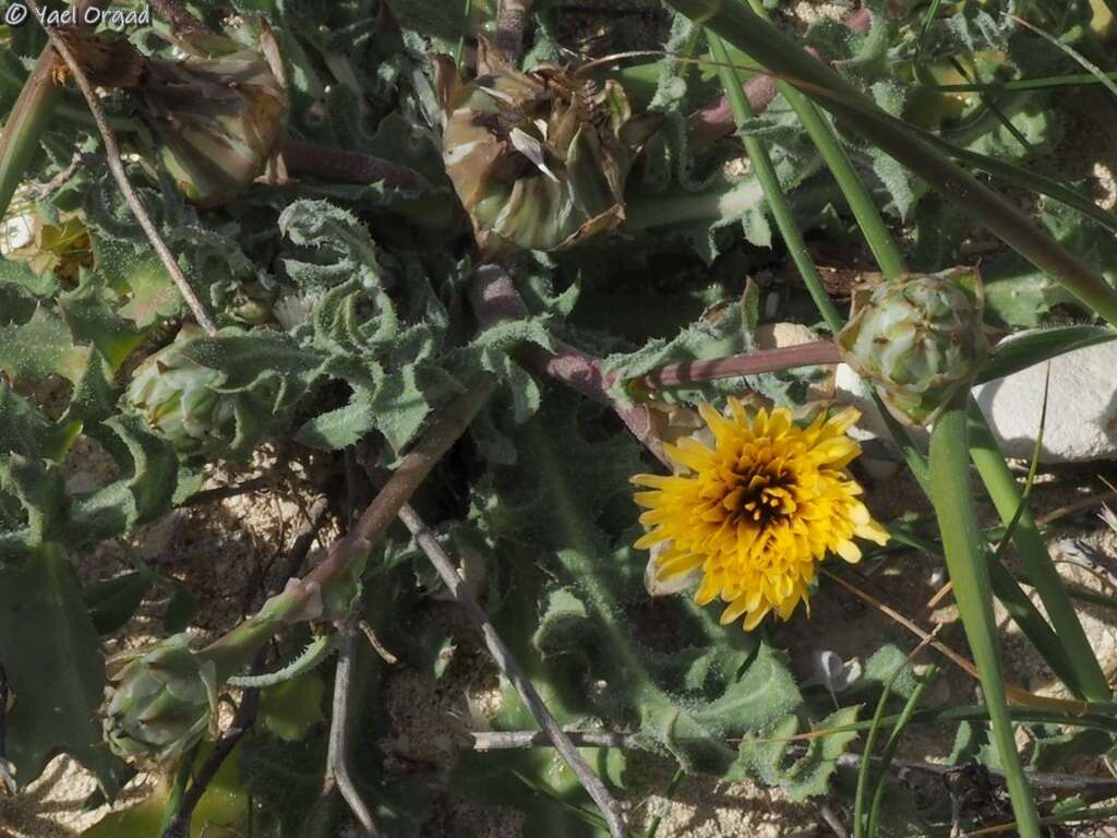 Image of False sowthistle