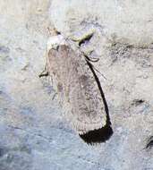 Image of Agonopterix argillacea Walsingham 1881